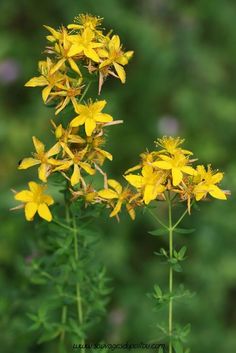 yellow flowers with green leaves in the background