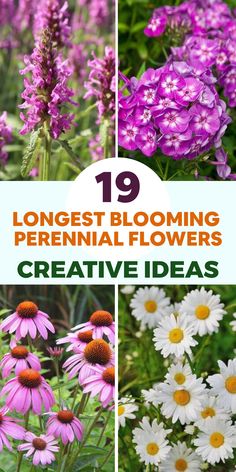 flowers that are blooming in the garden with text overlay reading 19 long - blooming perennial flowers creative ideas