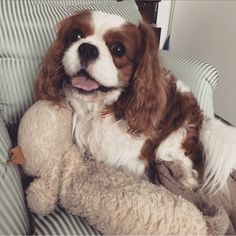 a brown and white dog sitting in a chair with a stuffed animal on it's lap