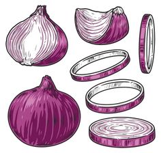 an onion and some sliced onions on a white background, hand drawn illustration in vintage woodcut style