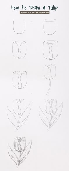 how to draw a tulip step by step drawing instructions for kids and beginners