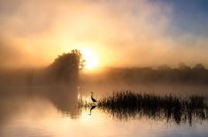 a bird is standing in the water at sunrise or sunset with fog and trees behind it