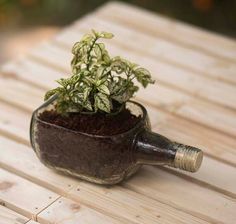 a small potted plant sitting on top of a wooden table next to a bottle