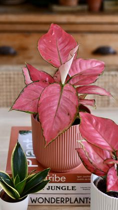 The Aglaonema Pink Star is a gorgeous rare plant that will thrive easily in your home. Tolerant of low light conditions and easy care, they are perfect plants for the beginner but attractive collector plants for more experienced growers. Aglaonema Pink Star is an evergreen perennial plant species in the Araceae family. Originally, it is native to the tropical regions of Southeast Asia and is known for its striking foliage and hardiness. In the wild, Aglaonema Pink Star grows in dense understorie Aglaonema Pink, Succulents For Sale, Large Indoor Plants, Plants Uk, Plant Supplies, Pink Star