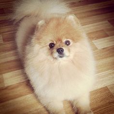 a small brown dog standing on top of a wooden floor