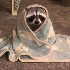 a raccoon wrapped in a blanket on the floor