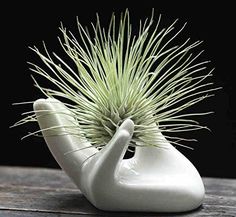 a small white vase with a plant in it