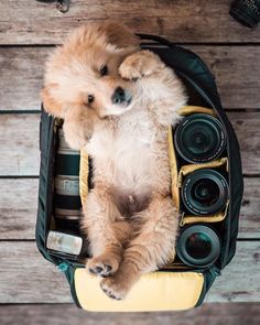 a dog that is laying down in a bag with some cameras on top of it