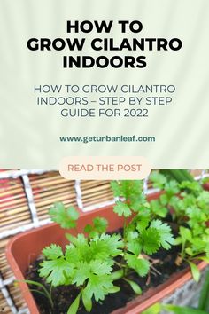 how to grow cilantro indoors - step by step guide for 2012 and beyond