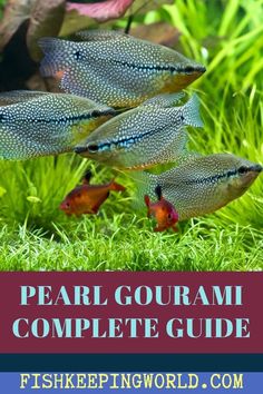 some fish swimming in an aquarium with the words pearl gourm complete guide