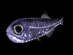 a close up of a fish on a black background