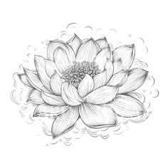 a black and white drawing of a lotus flower with water droplets on it's petals