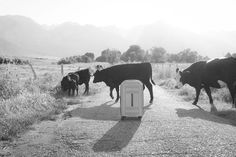 black and white photograph of cows walking down a dirt road