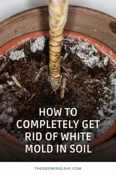 a plant in a pot with the words how to completely get rid of white mold in soil