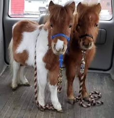 two miniature horses tied up in the back of a car