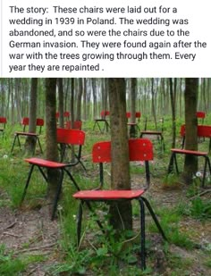 several red chairs sitting in the middle of a forest