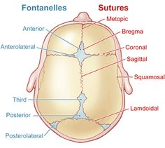 the anatomy of the human body including the external organs and their major structures, labeled in red