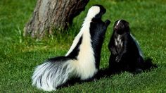 two black and white striped skunks are playing in the grass near a tree