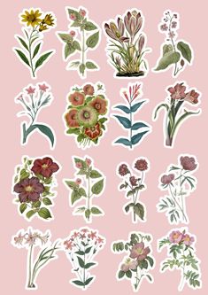 various flowers are shown on a pink background