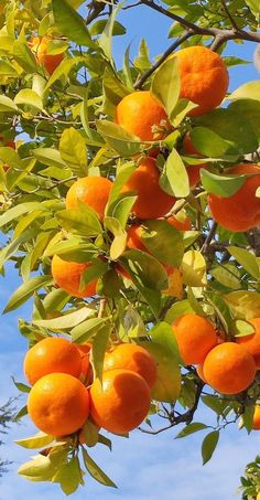 an orange tree with lots of ripe oranges hanging from it's branches and leaves