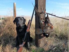 Fence post, Shotgun, Pheasant, Dog Hunting Photography, Bobwhite Quail, Miss My Dog, Goose Hunting, Quail Hunting, Manly Stuff, Waterfowl Hunting, Hunting Life, German Shorthair