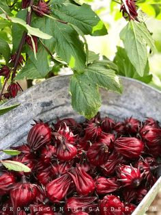 a bucket filled with lots of red flowers next to green leaves on a tree branch