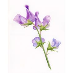 two purple flowers with green stems on a white background in pastel pencils and watercolor