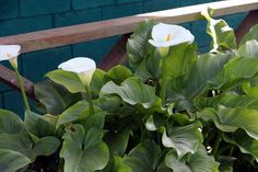 two white flowers are in the middle of some green leaves on a wooden bench next to a brick wall