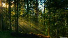 sunlight shining through the trees in a forest