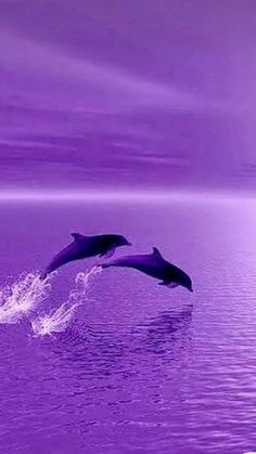 two dolphins jumping out of the water in front of a purple sky and some clouds