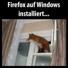 a red fox standing on top of a window sill