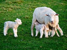 an adult sheep and two baby sheep standing in the grass