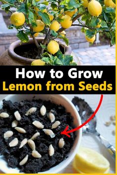 how to grow lemon from seeds