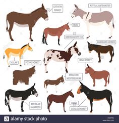 the different types of horses and donkeys with labels on them stock photo alamn