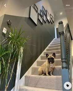 a dog is sitting on the stairs in front of a plant and some framed pictures