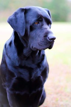 a large black dog sitting on top of a grass covered field