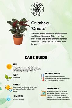 an info sheet describing the different types of plants