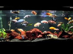 an aquarium filled with lots of different types of fish