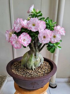 a potted plant sitting on top of a wooden stand filled with gravel and pink flowers