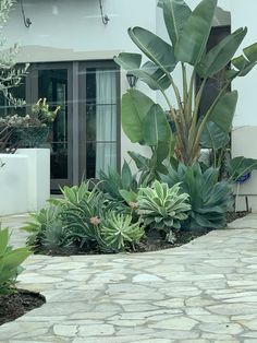 there is a large plant in the middle of this garden area with rocks and plants around it