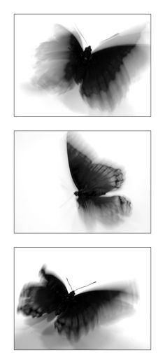 three pictures of black and white butterflies flying in the air with their wings spread out