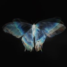 a blue and white butterfly with wings spread out on a black background in the dark