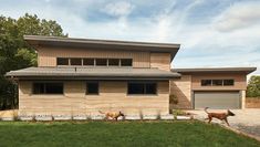 two cows are walking in front of a modern house with stone siding and wood shingles