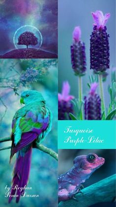 a collage of photos with purple flowers and a blue bird