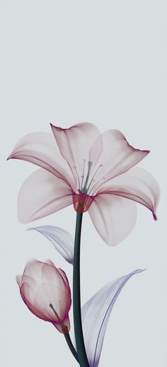 two pink flowers with white petals against a gray background