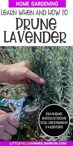 a person is using scissors to prune lavender plants with text overlay that reads learn when and how to prune lavender