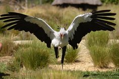 a white and black bird with it's wings spread out in front of the camera