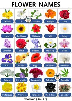 flower names for different types of flowers in english and spanish, with pictures of them