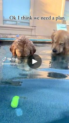 two dogs are playing in the pool together