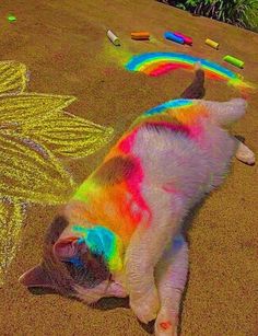 a cat laying on the ground next to some crayons and chalk pastes